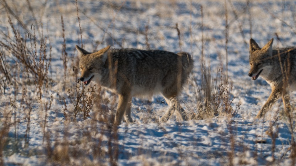 Coyotes would make great cartoon villains. They just have this look like, 'we're out to make trouble and we just can't wait to get started.'